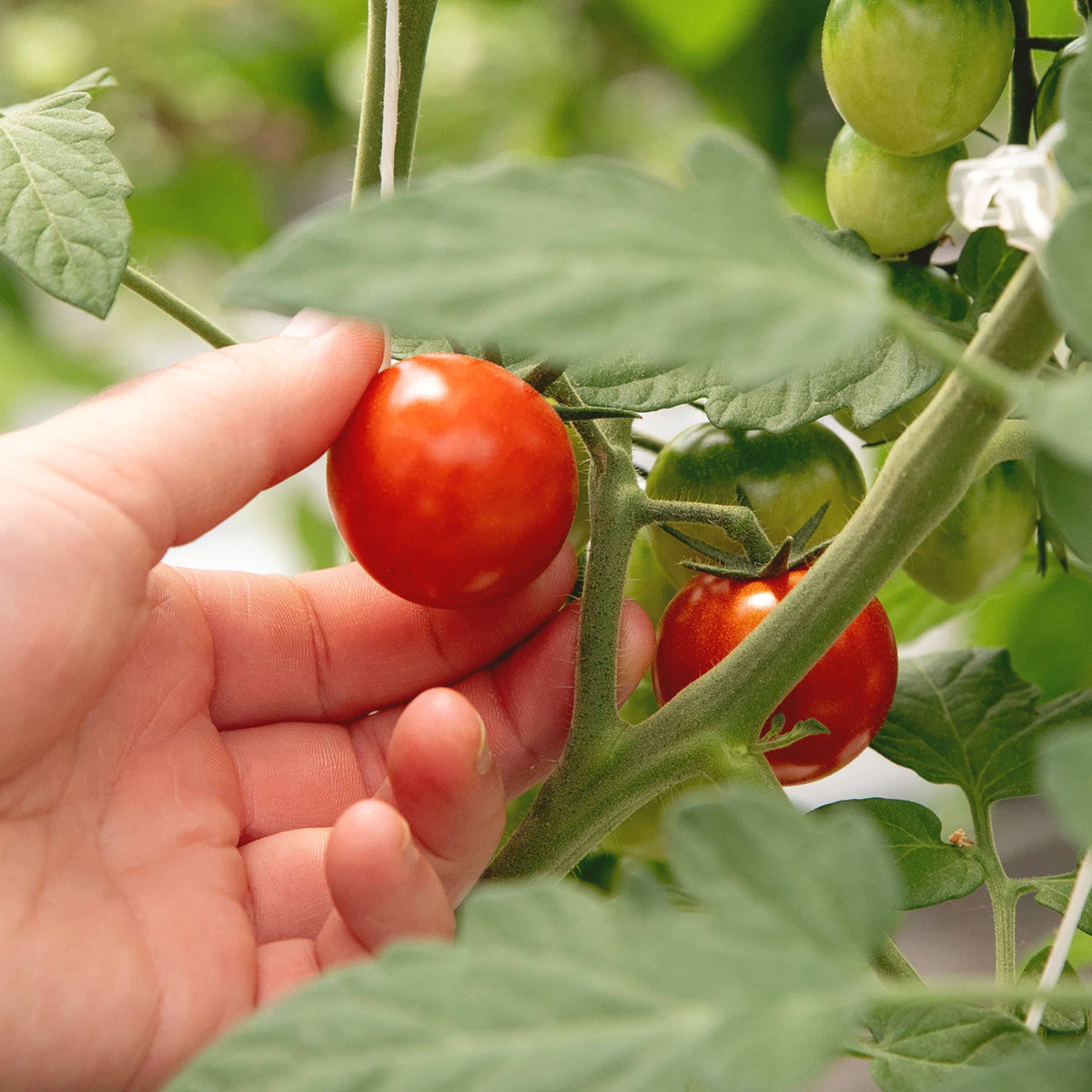 Fresh Tomato Savory Jam