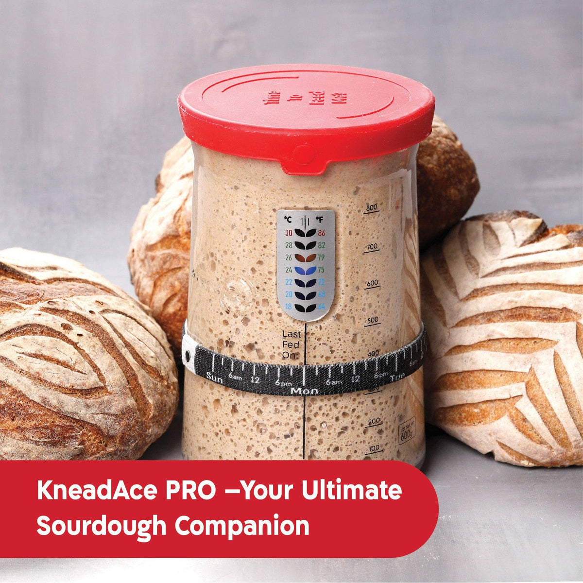 KneadAce® PRO  34 Oz Sourdough Starter Jar: Single Pack